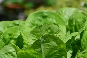 green pick salad as a close up