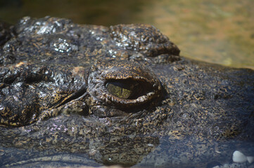 cocodrilo ojo
