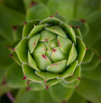 Close up on a Sempervivum, flowering plants in the family Crassulaceae, commonly known as houseleeks. liveforever. hen and chicks. Jovibarba clade. Sempervivoideae. Single large, velvety.