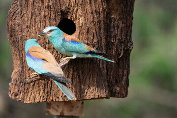 European roller (Coracias garrulus) , Castilla la Mancha, Spain. © tomascalle