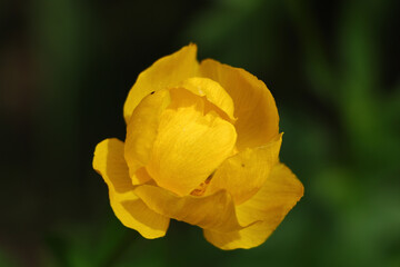 Fototapeta premium yellow tulip flower