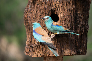 European roller (Coracias garrulus) , Castilla la Mancha, Spain.