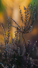 Macro de tiges de bruyère, dans la forêt des Landes de Gascogne, pendant le coucher du soleil
