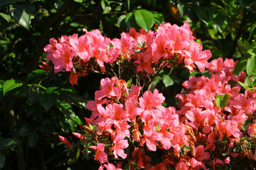 Fototapeta premium pink and white flowers