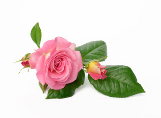 blooming pink rose bud with green leaves on a white background, beautiful flower