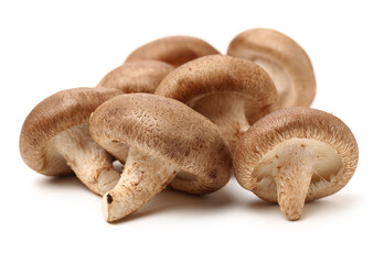 Shiitake mushroom on the White background 