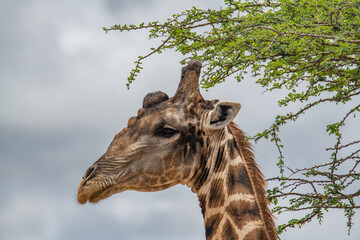 Giraffe Africa