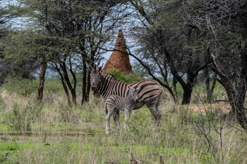 Obraz premium Zebra Africa