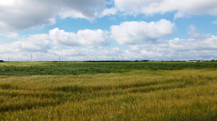 Obraz premium Lodged cereals after storm and hail. Ripening rye. Has suffered from bad weather. Aerial photography