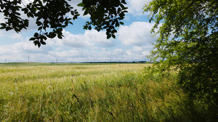 Lodged cereals after storm and hail. Ripening rye. Has suffered from bad weather. Aerial photography