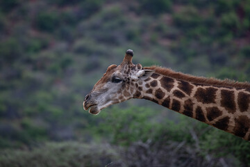 Giraffe africa
