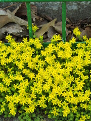 校庭のフェンスと縁石の上に咲く万年草