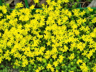 校庭のフェンスと縁石の上に咲く万年草