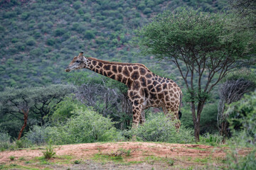 Giraffe africa