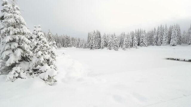A snow-covered winter forest landscape