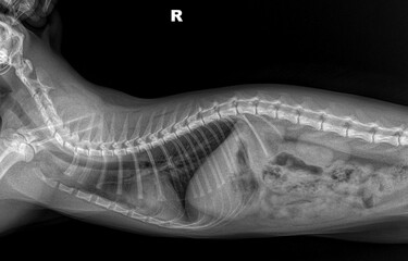 X-ray of a cat's chest on black background right side. Tomography of cat lungs side view. x ray normal cat thorax. Veterinarian diagnostic screening test. Medical imagery. Cat anatomy