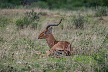 Impala