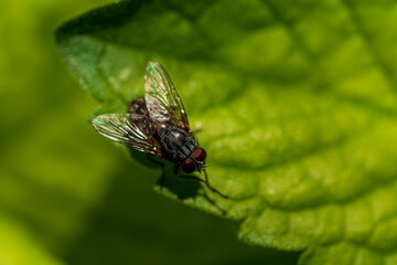 Fliege auf einem Blatt