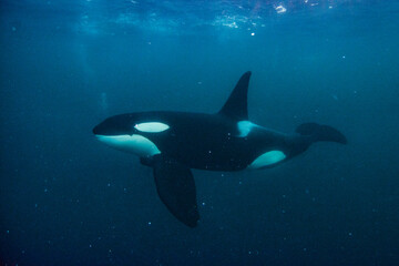 Orca in the Arctic ocean
