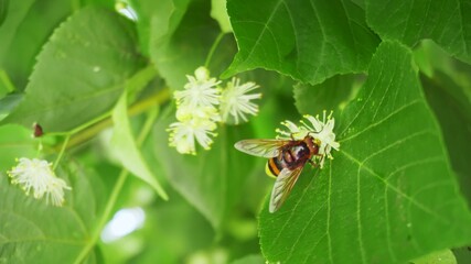 A small insect pollinates white flowers on a tree among green leaves on a sunny day.