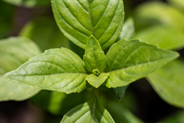 Macro shot of basil leaves in a garden, organic farming