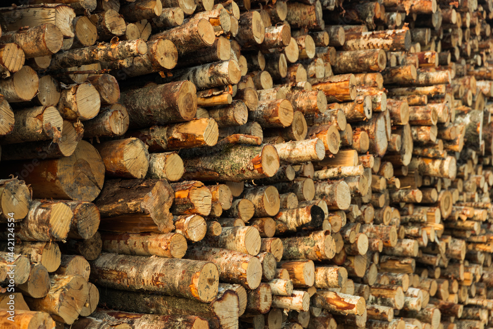 Poster the log birch is stacked in rows. Deforestation