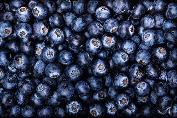 Ripe large blueberries with water drops, food background, close-up