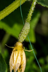 Young plant of cucumber with yellow flowers in a garden, organic farming