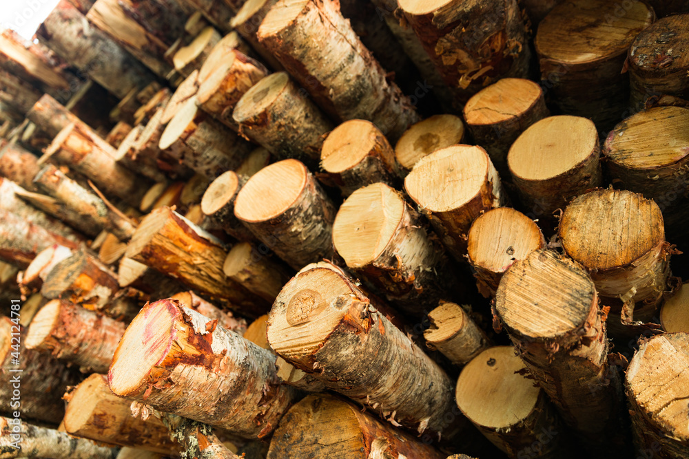 Poster the log birch is stacked in rows. Deforestation