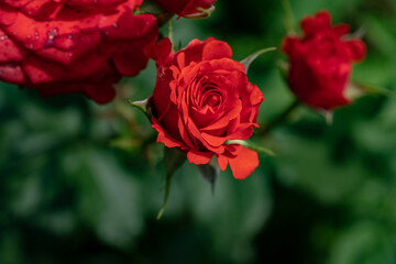 Macro shot of red rose in a garden, copy space