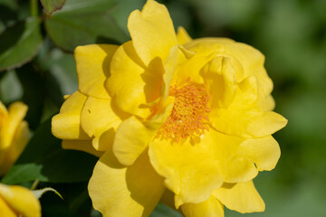 Fototapeta na wymiar Macro shot of yellow rose in a garden, copy space