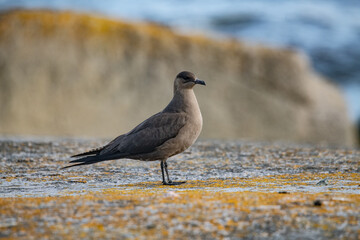 Seagull by the sea