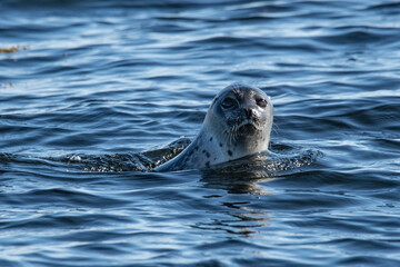 Ringed seal in the Arctic