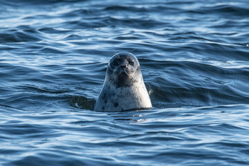 Ringed seal in the Arctic - Powered by Adobe