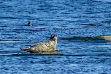 Fototapeta premium Ringed seal in the Arctic