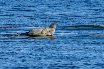 Fototapeta premium Ringed seal Arctic