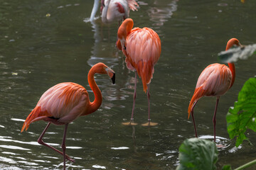 Beautiful flamingos at the zoo