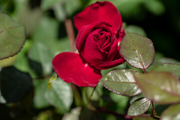 Macro shot of red rose in a garden, copy space