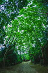 Fototapeta premium alley of sycamores