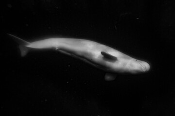 Beluga whale Arctic