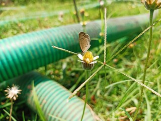 Selective focus background blour selective focus on subject butterfly on the flower