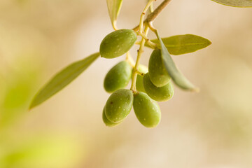 close-up of growing capers 