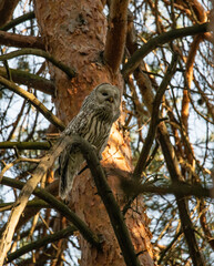 Ural owl in the forest