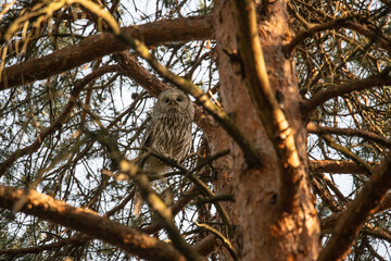 Ural owl in the forest