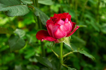 Fototapeta premium A close up of a flower.High quality photo
