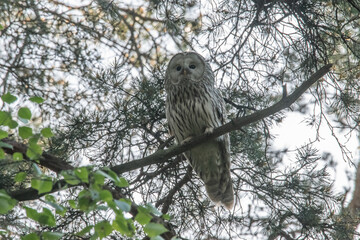 Ural owl in the forest