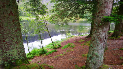Trees along the lake shore