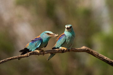 European roller (Coracias garrulus) , Castilla la Mancha, Spain.