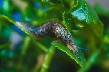 slug crawling through the foliage