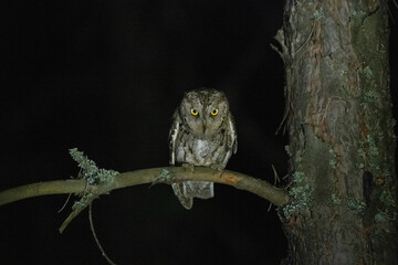 Small owl in the night
